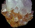 Cactus Quartz (Amethyst) Crystal Cluster - South Africa #64218-2